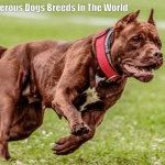 10 Most Dangerous Dogs Breeds In The World