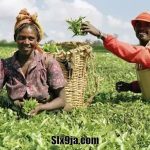 How To Get Loans For Farmers In Nigeria